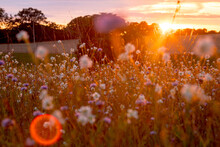 Reflections Of The Summer Sun Setting Over A Flowery Meadow