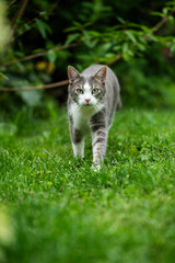 Wall Mural - Young tabby cat in nature background