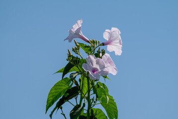 Wall Mural - Ipomoea carnea, the pink morning glory, is a species of morning glory that grows as a bush.