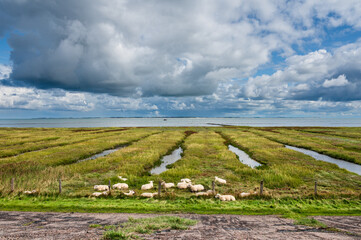 Wattenmeer Landschaft auf der Nordseeinsel Amrum mit dramatischem Himmel im Vordergrund eine Schafsherde