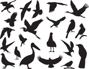 Sticker - set of birds of different breeds silhouette on a white background,vector