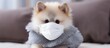 Pomeranian dog wears pollution mask for COVID 19 protection