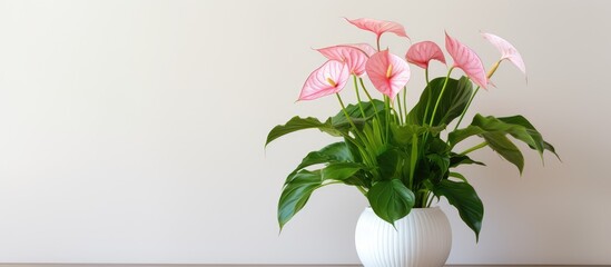 Poster - White Anthurium house plant in isolated flowerpot represents hospitality