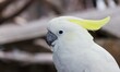 a photography of a white bird with a yellow mohawk on its head, there is a white bird with a yellow mohawk on its head.