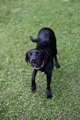 Canvas Print - Top view shot of a black Labrador Retriever standing on the grassland and looking up