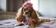 © Your_Demon - dog king charles cavalier spaniel looking like ariana hd wallpaper