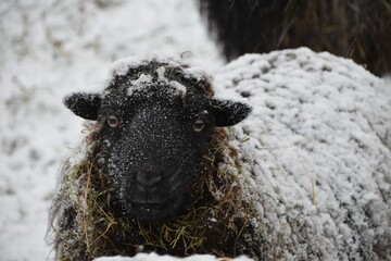 Sticker - Close-up shot of a sheep covered in snow on a cold winter day