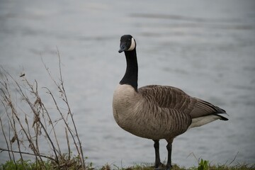 Canvas Print - Goose (Anser) on the shore of a lake