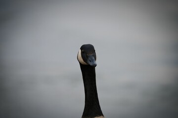 Sticker - Close-up of a goose (Anser) on the shore of a lake