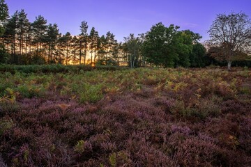 Sticker - Breathtaking view of Lord's Piece in Pulborough, England under a gorgeous purple sky at sunrise