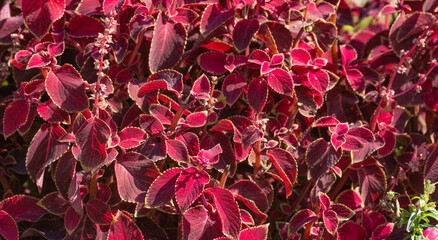 Sticker - red burgundy plant leaves, blooming.