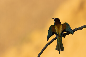 Wall Mural - Scenic view of a European bee-eater perched on a branch in a blurred background