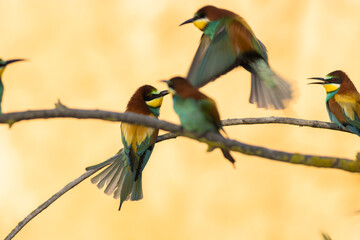 Wall Mural - Scenic view of European bee-eaters perched on a branch in a blurred background