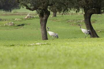 Poster - Flock of Hooded Crane standing in a meadow surrounded by trees in a foggy atmosphere