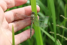 Closeup Shot Of A Person's Hand Near The Dragonfly Sitting In The Green Reeds