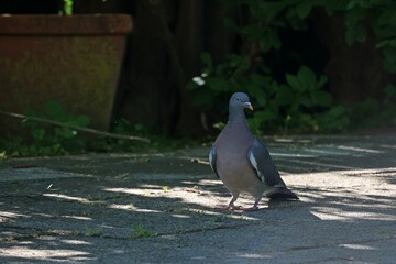 Poster - Wild pigeon flew standing on the ground on a sunny day