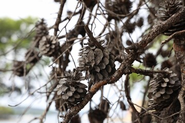 Wall Mural - Closeup of dry cones on branches.