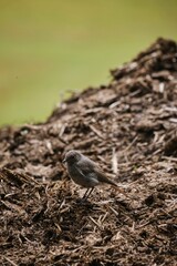 Canvas Print - Vertical shot of a black redstart bird perched on a dirt mound