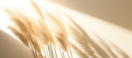 Sticker - Neutral colored dried grasses and reeds form an aesthetic backdrop with sunlight casting shadow reflections on the wall evoking Parisian vibes