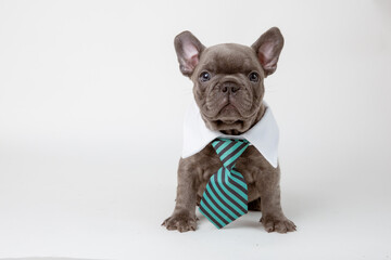 funny french bulldog puppy in a tie on a white background