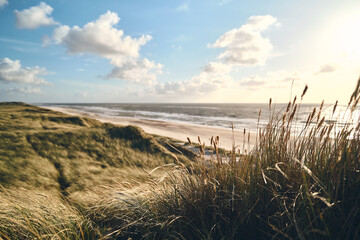 Wall Mural - large dunes at danish coast. High quality photo