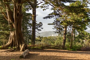 Poster - Wooden bench surrounded by greenery in a forest on a sunny day