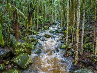 Sticker - Picturesque landscape of a creek flowing through a lush tropical jungle