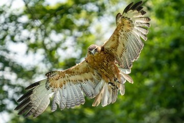 Wall Mural - Scenic view of a bald eagle flying through a green forest