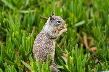 Sticker - Squirrel perched atop a bed of tall green grass and leaves, eating a nut in a park setting.