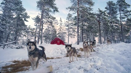 Sticker - Group of Alaskan Malamute dogs on the snow ground under high snowy trees in the forest