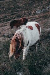 Poster - Vertical shot of a Shetland pony standing in a lush pasture, grazing on the grass