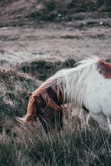 Poster - Vertical shot of a Shetland pony standing in a lush pasture, grazing on the grass