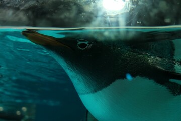 Sticker - a penguin swimming under the water with a sun in the background