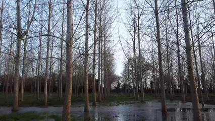 Sticker - Drone shot of park landscape with long leafless trees and cloudless sky in winter