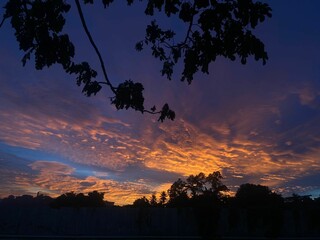 Sticker - Beautiful golden sunset behind a line of tall trees against fluffy clouds in the sky