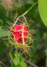 Ripe Fruit Of The Mossy Passion Vine (Passiflora Foetida) Covered By Bracts, Galveston, Texas, USA.