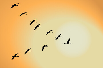 Migration of cranes, goose. Birds cranes flying of sunset.