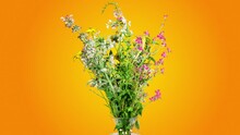 Field Flowers Bouquet Blooming And Wilting In Time Lapse On A Blue Background. Multicolor Flowers In Vase