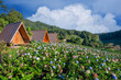 beautiful landscape Hydrangea flower field in Chom Thong District Chiangmai thailand,is one of the best tourism