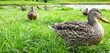Enten im Kurpark suchen in der Wiese nach Futter und Insekten
