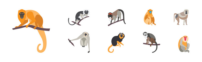 Canvas Print - Different Monkey and Ape Animal Zoo Species Vector Set