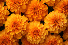 Orange Marigold Pattern Background For Dia De Los Muertos