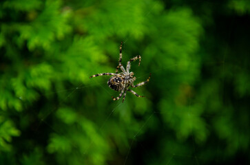 Cross spider Araneus diadematus sits on a web in green fresh bushes, belly turned to the viewer