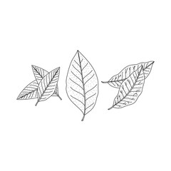 Poster - hand drawn bay leaves vector illustration isolated on white. Doodle of dry bay leaf set