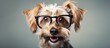 Smart dog wearing glasses smiles on a white background