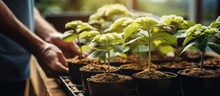 Gardener Propagates And Transplants Young Hydrangea Plants At Home
