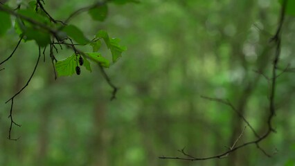 Wall Mural - Abstract shallow focus woodland scene