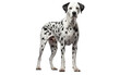 Dalmatian Dog in Sorrow Mode Isolated on Transparent Background PNG. Generative AI
