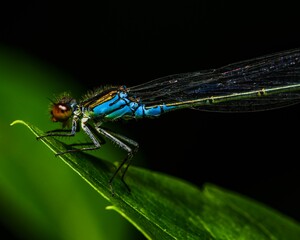 Poster - Beautiful blue dragonfly perched delicately on the tip of a lush green leaf.