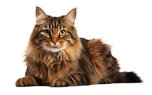Manx Brown Cat Is Sitting And Looking Up Isolated On Transparent Background PNG. Generative AI